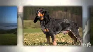 Small Swiss Hound Dog breed