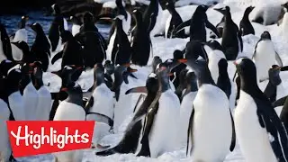 Adventures and Exploration Compilation | Learning for kids | Highlights Kids