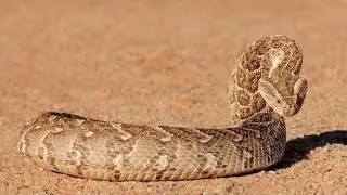 #educational  #video  on #puffadder  #snake  🐍 #viralvideo #nature #naturelovers #southafrica