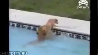 Собака спасает тонущего щенка!