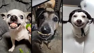 Funny and cute DOGS🐶Videos🔶 Сompilation  # 14🔶