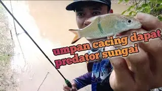 luar BIASA!!!mancing ikan di SUNGAI narik terus sampai capek