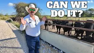 Feeding WHOLE CORN to Butcher Steers | Bar 7 Ranch