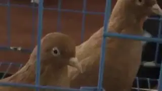 Выставка ГОЛУБЕЙ в Караганде (2 часть)