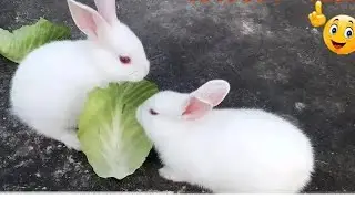 Cute Baby Rabbits Playing 🐇#najneenameer #rabbits(cute rabbit)