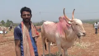 shurpali farmer sold his khillar bull for 60k rs in aigali cattlefair