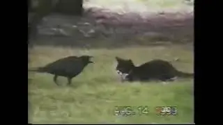 дружба котика и ворона #shorts