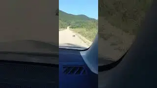 Встреча с носухой.
