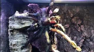 TARANTULA THROWS MOULT