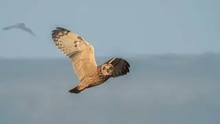 Short-eared Owl in the wild