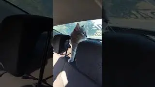 ловля мух