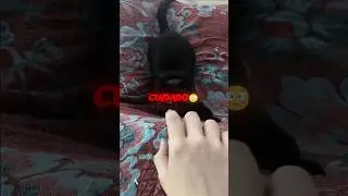 Your Cat Is Warning You 😳🐱 