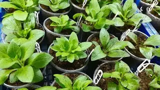 🌺🌺🌺Петуния - формируем сразу с маленького черенка‼️Это важно‼️🌺🌺🌺#