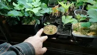 Инжир растёт. 