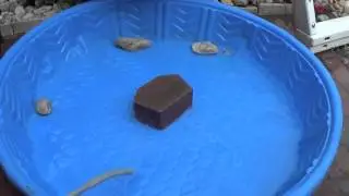How to make a Pet Turtle Pool #turtles