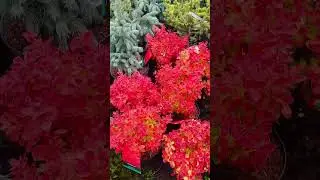 В телеграм хэштег, Питомник « Хвойнозависимые»
