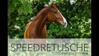 Speedretusche - Fotografenhalfter VEIN