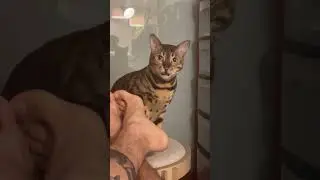 Bengal Cat Biting Feet Makes the Funniest Face