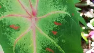 LAS HOJAS DE MI JARDIN
