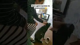 надоело, самиложитесьсадитесь 🍖😃😋