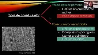 Pared celular   estructura síntesis y crecimiento