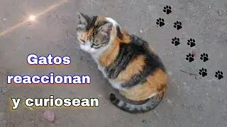 Gatos reaccionan a maullidos desconocidos y curiosean