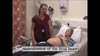Abdominal palpation of a pregnant Mother