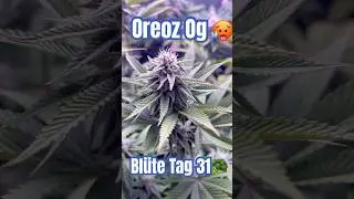 Blüte Tag 31 Oreoz Og strain  #420 #seedtoharvest #crazybud