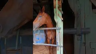 KUDA PACU JHON PEOPLE ~ KUDA PACU EVENT KEJURNAS SERI 1 SAWAHLUNTO 2023 #viral #naikkuda