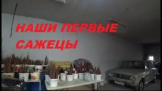 46. КУПИЛИ УСАДЬБУ, ВОССТАНАВЛИВАЕМ! Первая покупка саженцев в Волгограде.