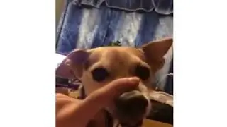 Funny Dog la la la-Смешная собака ла ла ла