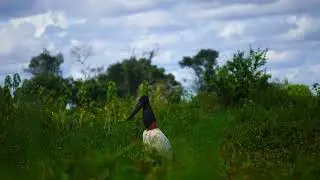 Tuiuiú batendo o bico