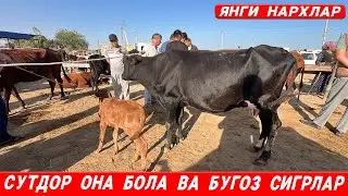 ОНА  БОЛА   ВА  БУГОЗ СИГРЛАР  НАРХЛАРИ   ХОРАЗМ  МОЛ  БОЗОРИ 28-АВГУСТЬ