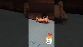 Бесится как безумный🔥 (crazy bunny, 疯狂的兔子, الارنب المجنون)
