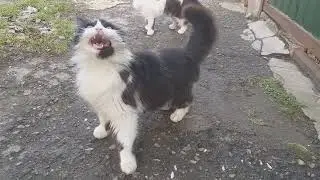 котики счастливы