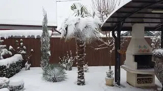 Вечнозелёный сад зимой, зона 6