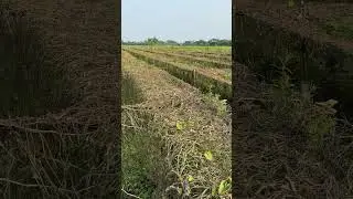 পটলের ক্ষেতে চাষির সর্বনাশ #