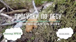 Прогулки по лесу. День за днем с дедом Многоведом. 2 мая 2025г. Эпизод 916.