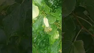 Only caused harm to the bees in the apiary, July 2023