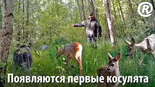 Появляются первые косулята! Косуля выгуливает «бембика» по волчьим и кабаньим тропам.