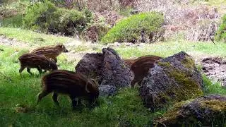 Rayones de jabali