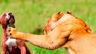 НАПАДЕНИЕ ДИКИХ ЖИВОТНЫХ НА СОБАК 