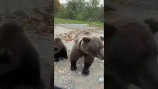 За дорожку заплатить бы.Так то дорога наша чушпаны!