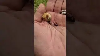Backyard bug hunt - are those white grubs the ones that cause damage?