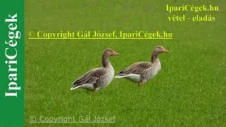 Nyári lúd - Anser anser, esőben, 4K, sv4K220409-3244-231015
