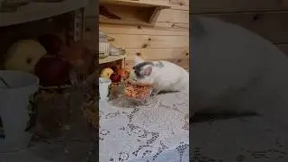 это всё тебе ) #доброеутро #cat #смешнойкот #котыприколы #федя