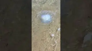 медузы на Кипре