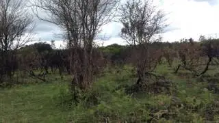 Vlog | Walking In The New Forest.