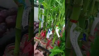 Lucky Bamboo Plant super ganda at ang fresh! #shorts #lucky #bamboo