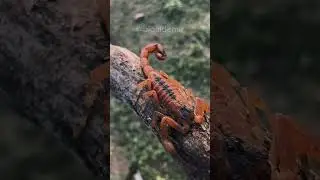 Escorpião-do-nordeste (Tityus stigmurus)